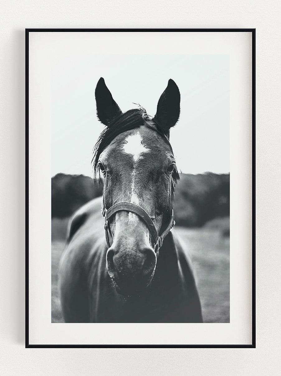 Horse In The Pasture Poster